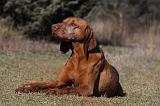 VIZSLA poil court 080